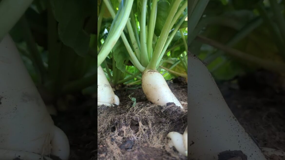 white radish#shorts #shortsfeed #viral