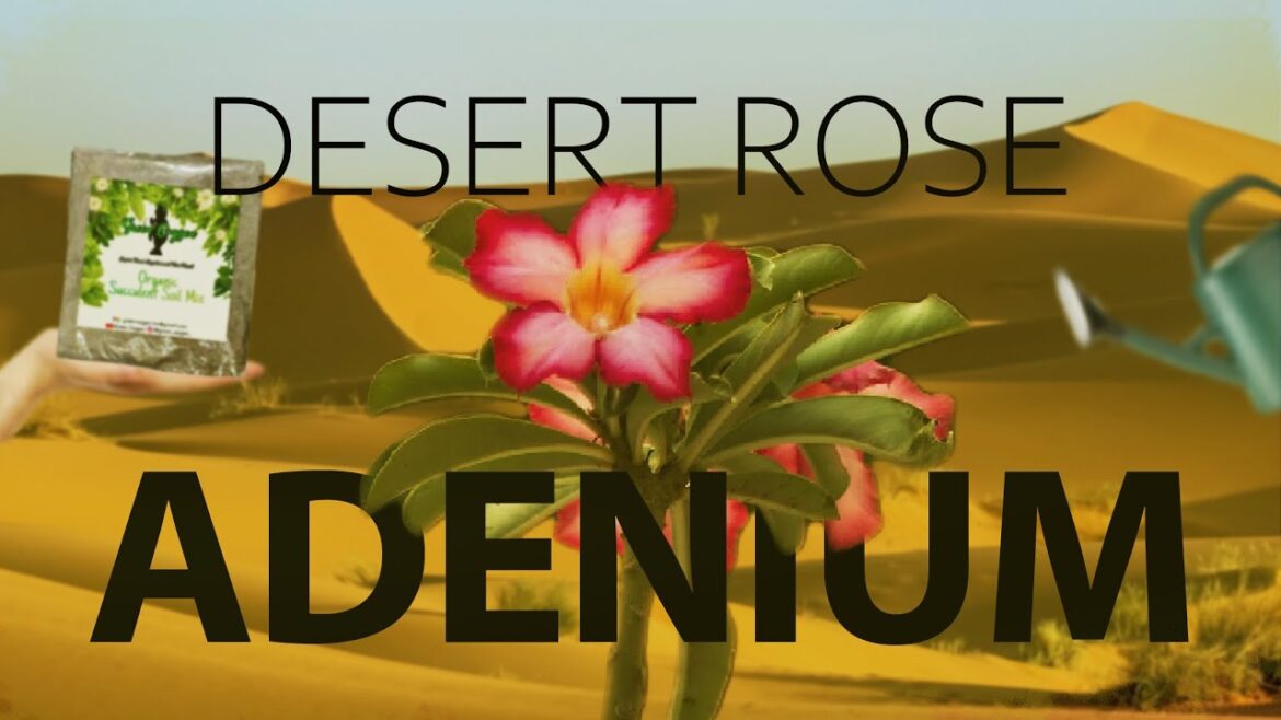 Adenium: The Desert Roses Care Tips & Tricks! | Quick Gardening | Green Oxygen
