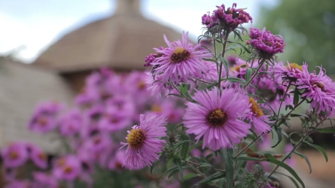 If you have a garden and a library, you have everything you need. #syednadeemmedia #viral #stockvid