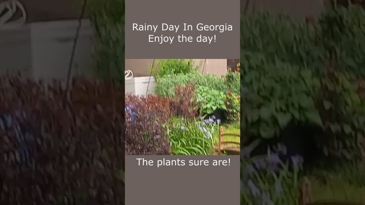 Rainy Day ⛈ in Georgia | Sound of Rain In A Backyard Garden ⛈🌦🍓🌶🌻