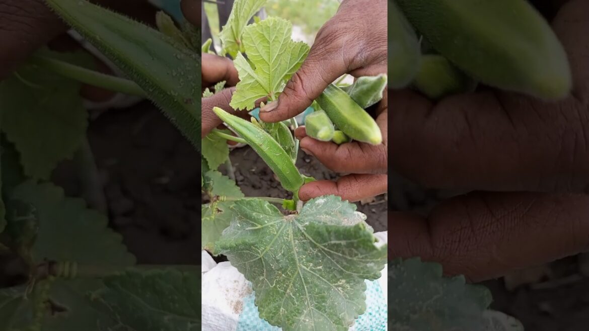 growing okra #shorts #short #youtubeshorts #gardening #viral