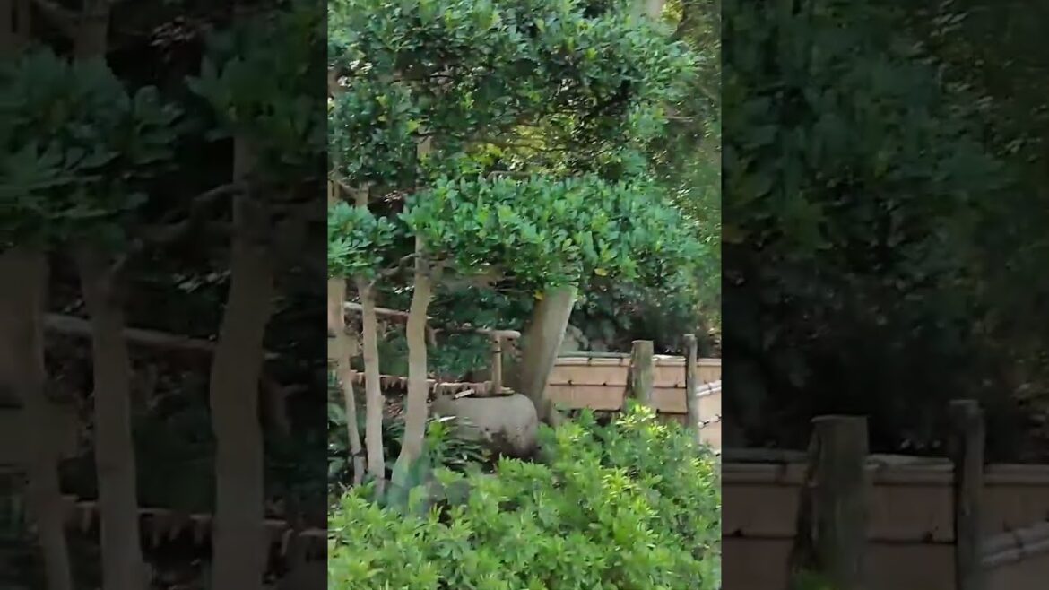 Japan Trip Day 3: Exploring Sankeien garden