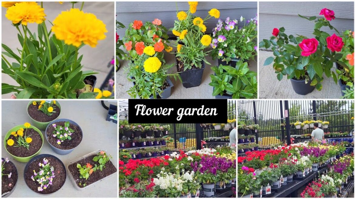 Vlog 63: Mini Flower Gardening at home |  क्या आपको भी flower लगाना पसंद है?