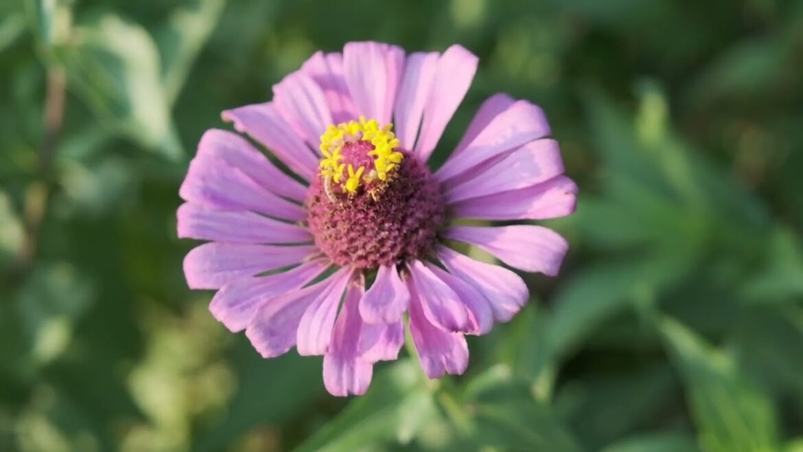 I cultivate my garden, and my garden cultivates me. #syednadeemmedia #flowers #nocopyrightvideo I cultivate my garden, and my garden cultivates me. #syednadeemmedia #flowers #nocopyrightvideo