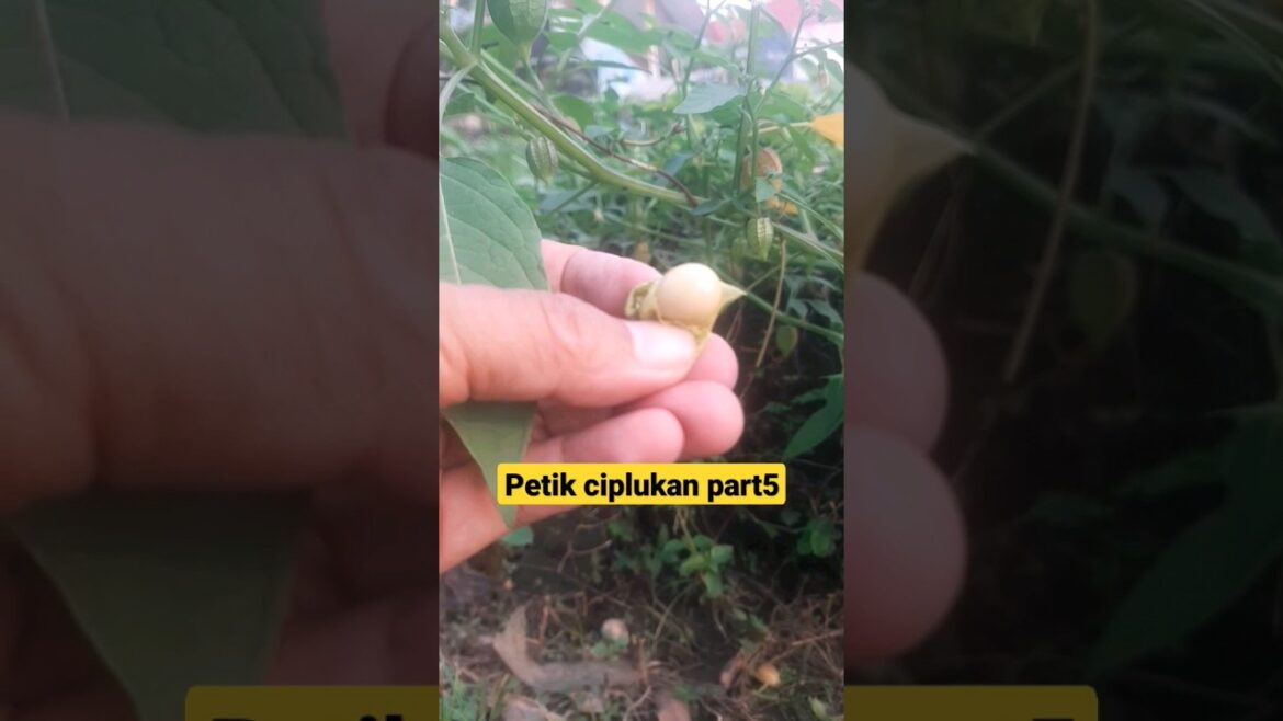Petik ciplukan part5 #agriculture #fruit #garden #trendingtopic #fruitgarden #ciplukan #shorts Petik ciplukan part5 #agriculture #fruit #garden #trendingtopic #fruitgarden #ciplukan #shorts