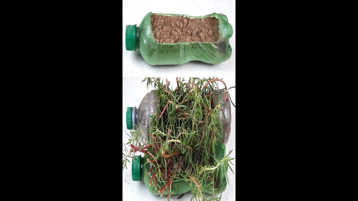 How to make an amazing vertical garden using plastic bottles |Gardening ideas#shorts