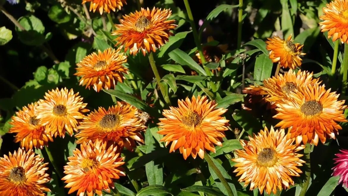 In her sight exists no garden finale, only paradise of flowered hill and valley. #syednadeemmedia