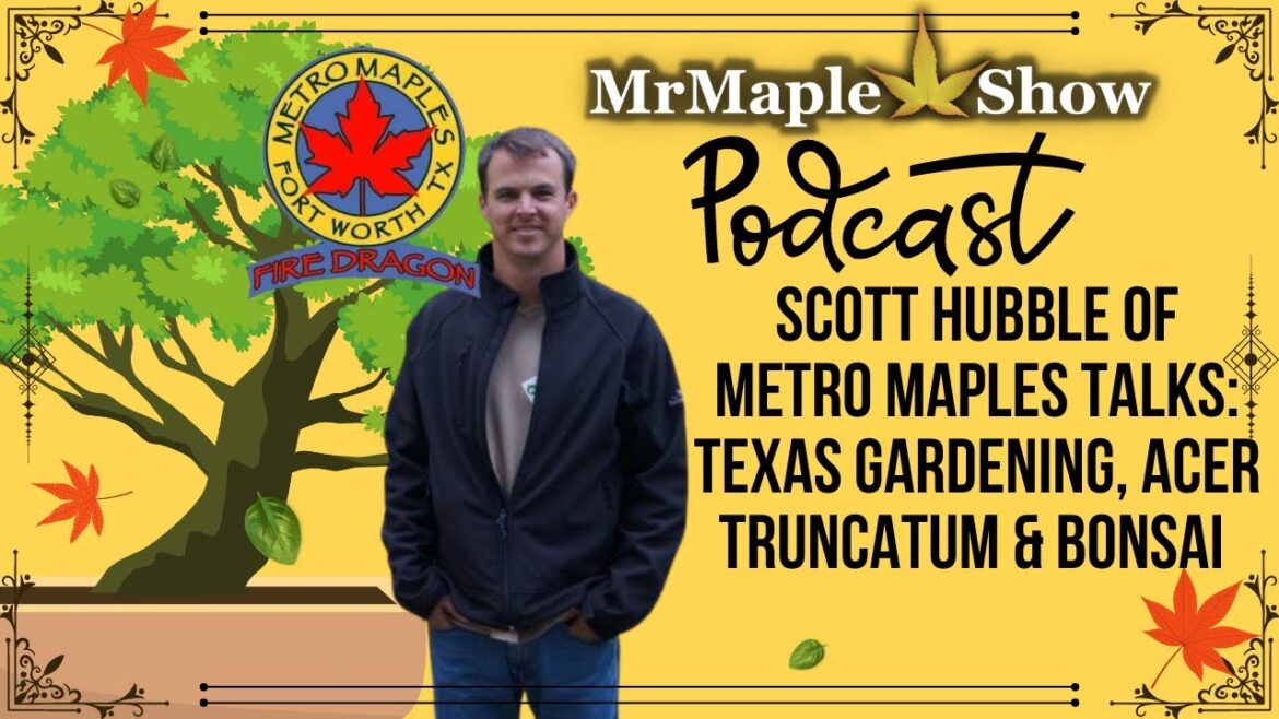 Scott Hubble of Metro Maples talks: Texas Gardening, Acer Truncatum & Bonsai | MrMaple Podcast Scott Hubble of Metro Maples talks: Texas Gardening, Acer Truncatum & Bonsai | MrMaple Podcast