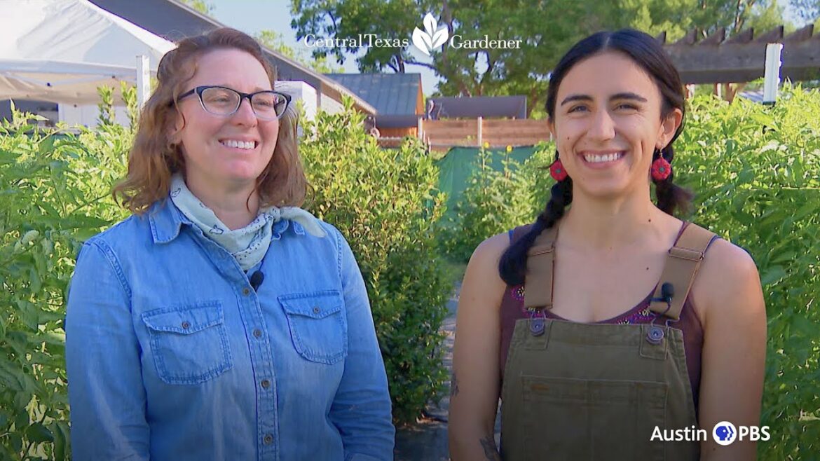 Este Garden Pro Tips: Growing Tomatoes, Peppers, Okra | Central Texas Gardener