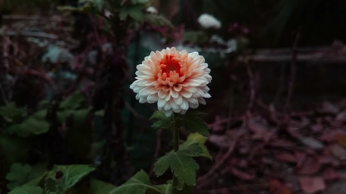 I’ve always felt that having a garden is like having a good and loyal friend. #syednadeemmedia #top