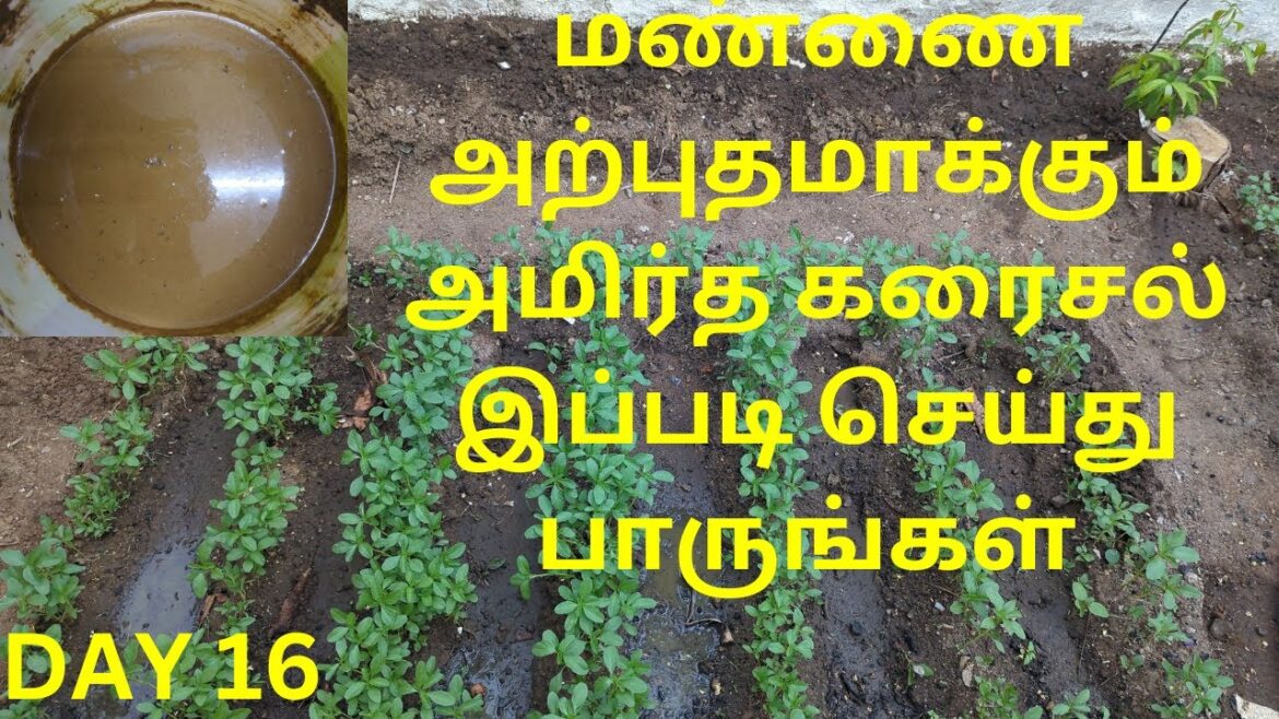 DAY 16 / vegetable gardening  at home / organic green garden  / Amirtha karaisal in Tamil/ village I