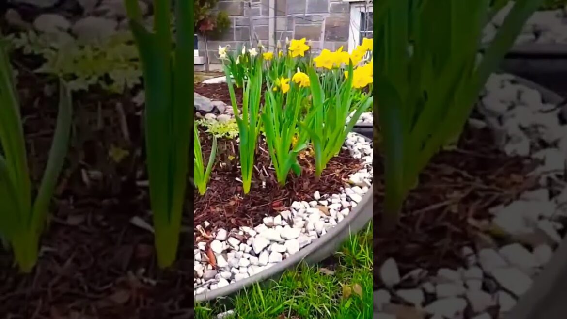 OUR FIRST SPRING GARDEN TOUR IN OUR FRONT YARD #shorts #spring #gardening #garden #shortsfeed #new