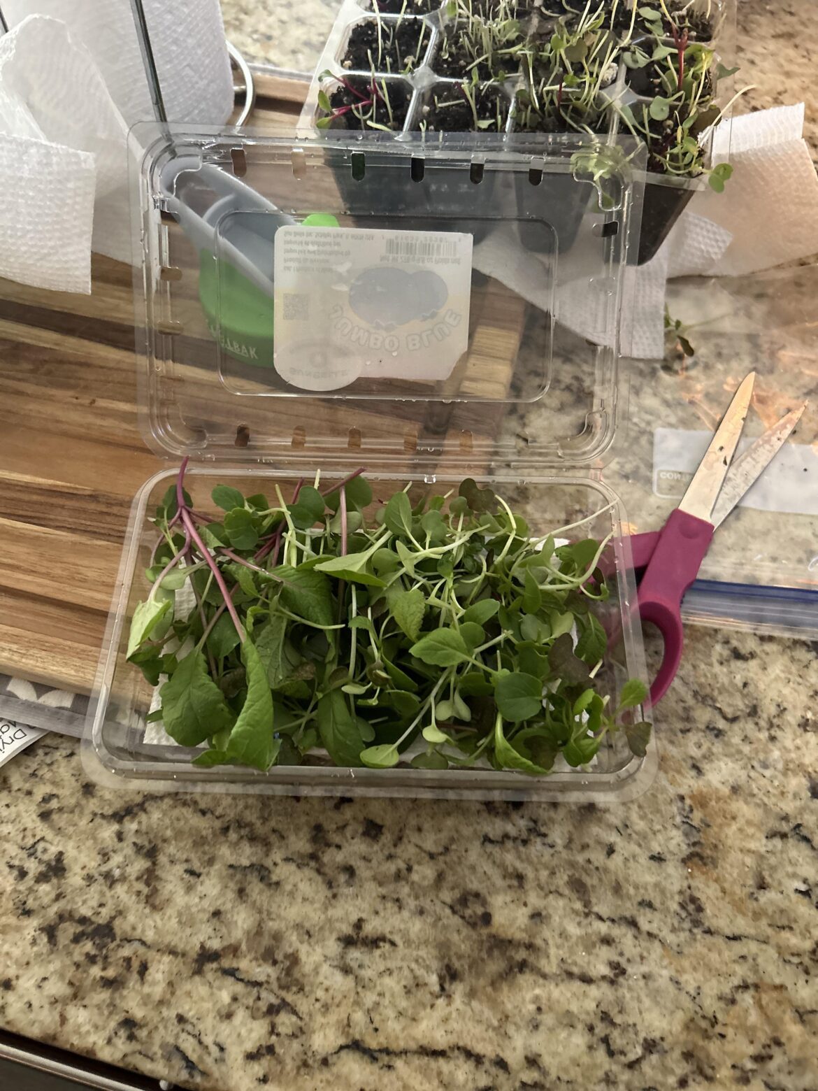 DIY microgreens