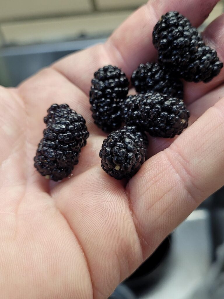 Are these blackberries?