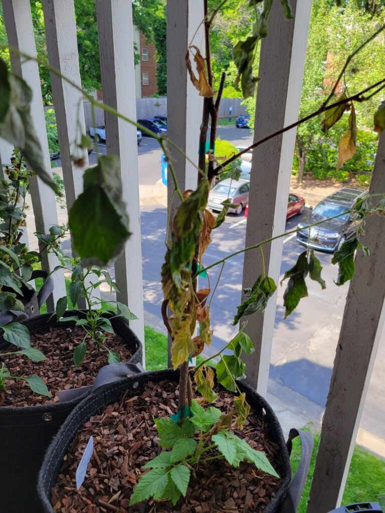 Raspberry plant help Raspberry plant help