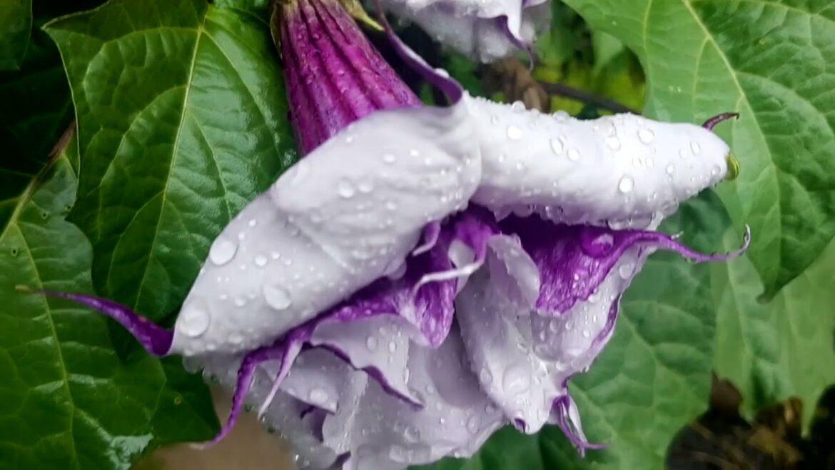 In every gardener there is a child who believes in The Seed Fairy. #syednadeemmedia #trending #viral