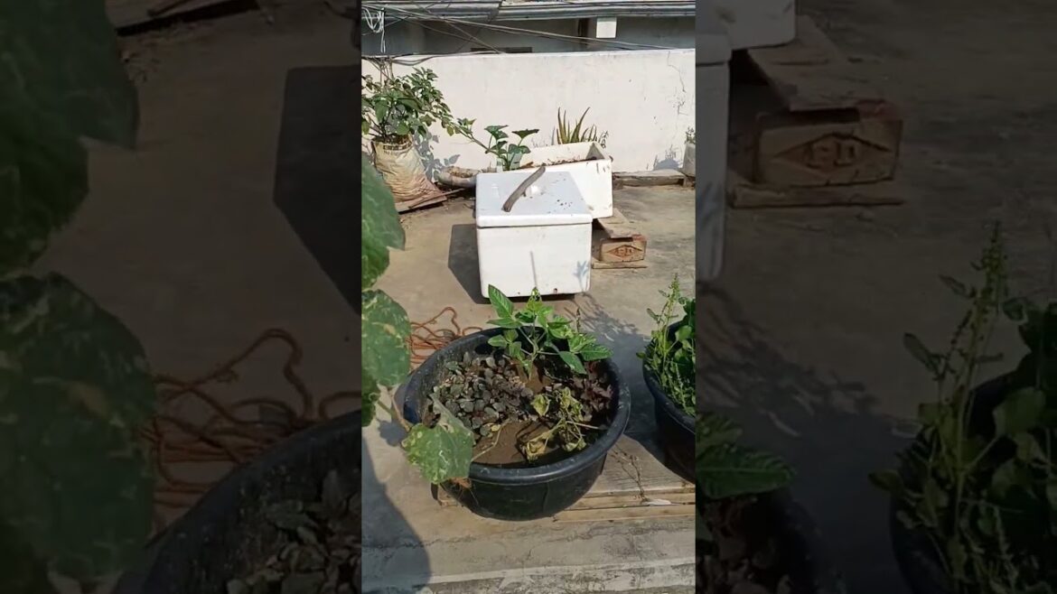 April month vegetables fruiting on terrace#shorts #youtubeshorts #viral #overview #trending #garden April month vegetables fruiting on terrace#shorts #youtubeshorts #viral #overview #trending #garden