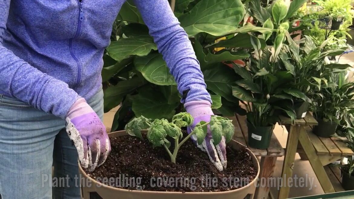 How to Plant a Tomato Seedling | Gardener’s Supply How to Plant a Tomato Seedling | Gardener's Supply