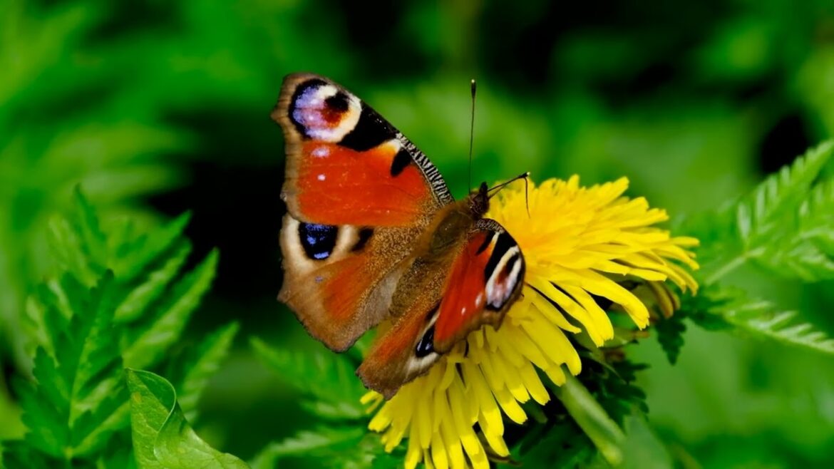 I like solitary pursuits, such as reading or pottering about in the garden. #syednadeemmedia #viral