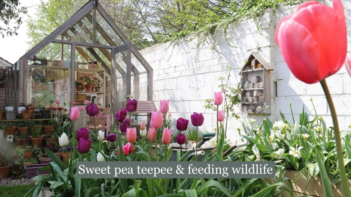 Tidying up and creating a sweet pea teepee & a glimpse into my back garden wildlife Tidying up and creating a sweet pea teepee & a glimpse into my back garden wildlife