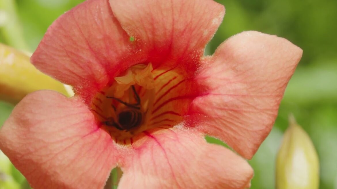 Go ahead, buy a seed of kindness, and bloom for mankind. #syednadeemmedia #flowers #stockvideo #top