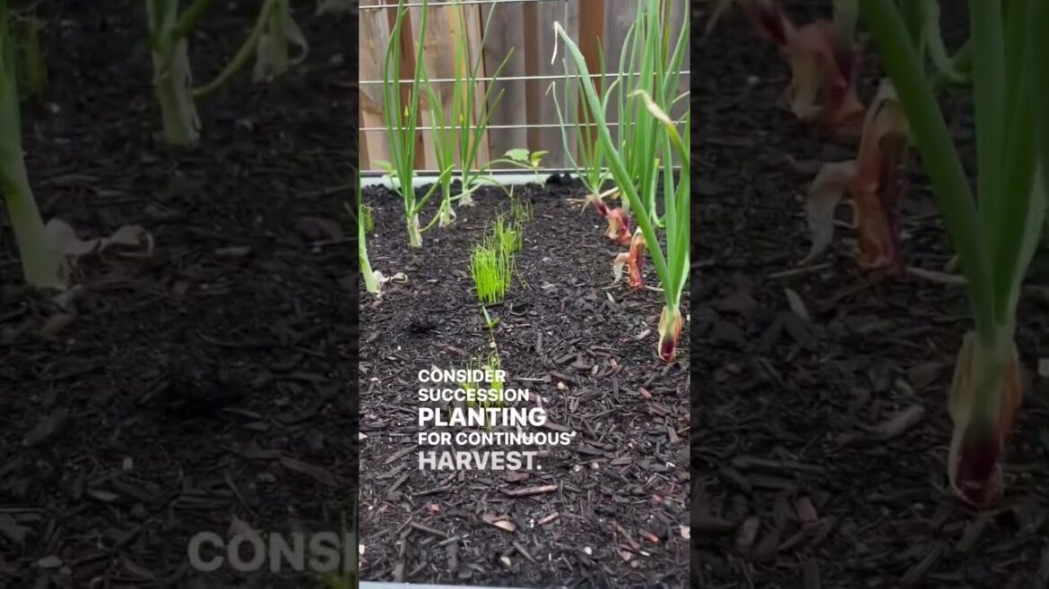 3 Quick Gardening Tips