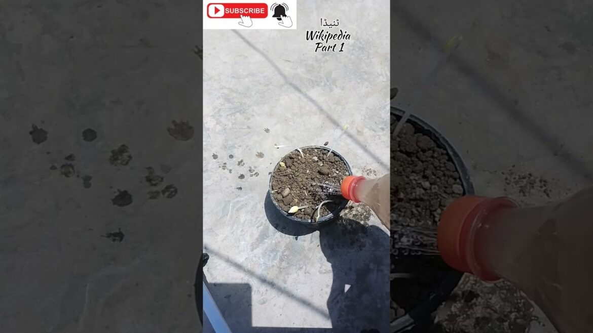 Ghar ma Tinda(Apple Gourd) ki sabzi Ughya //How to grow Apple Gourd(Tinda) at home #garden #plants Ghar ma Tinda(Apple Gourd) ki sabzi Ughya //How to grow Apple Gourd(Tinda) at home #garden #plants