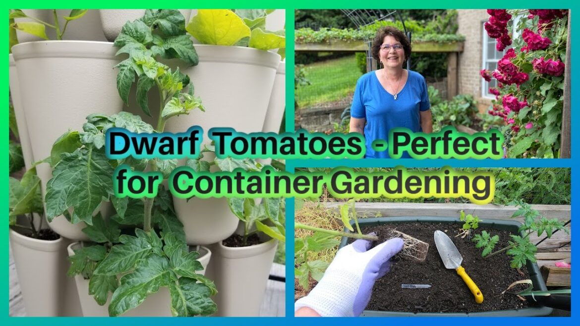 Dwarf Tomatoes – Perfect for Container Gardening Dwarf Tomatoes - Perfect for Container Gardening