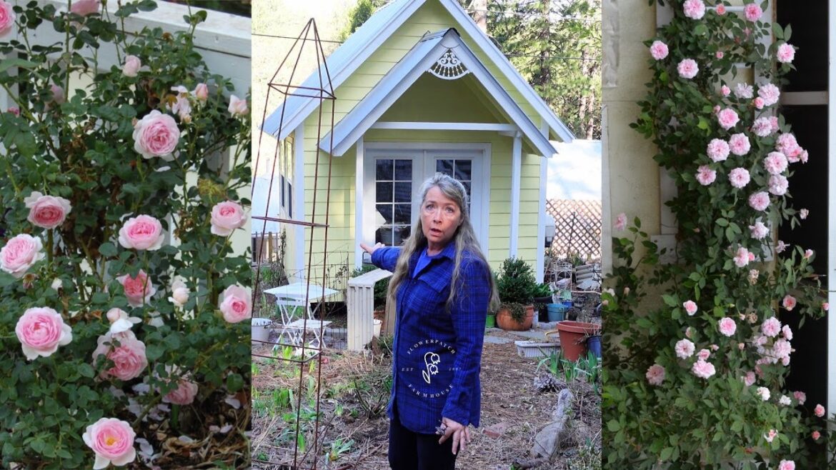 My Plans for the ROSE ALLEY! See what treasures I will be planting. My Plans for the ROSE ALLEY! See what treasures I will be planting.