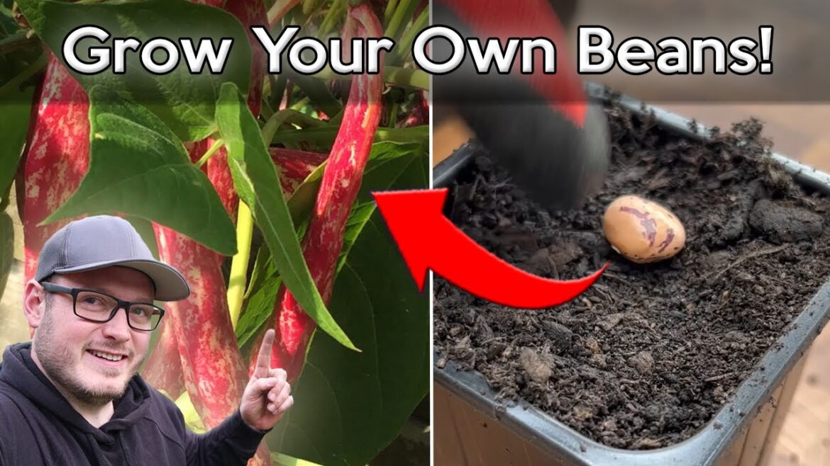 How to Successfully Grow Beans: Expert Tips and Tricks for Your Home Garden!"