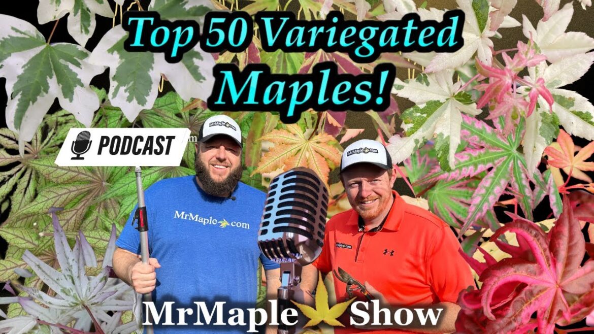 Top 50 Variegated Maples to Improve Your Garden Design | Variegated Plants Part 1 | Podcast #32 Top 50 Variegated Maples to Improve Your Garden Design | Variegated Plants Part 1 | Podcast #32