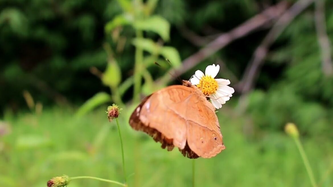 It is a golden maxim to cultivate the garden for the nose, and the eyes will take care of themselves It is a golden maxim to cultivate the garden for the nose, and the eyes will take care of themselves