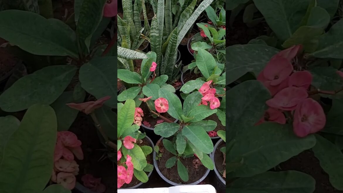 HOW TO GROW YOUR CONTAINER GARDEN ! FLOWER GARDENING ! PLANT CARE ! ASMR ! SAUDI AREBIA ! K5 !  90