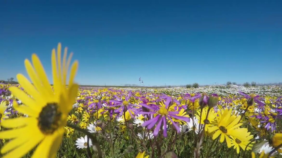 Flowers grow back, even after they are stepped on  So will I #syednadeemmedia #flowers #trending Flowers grow back, even after they are stepped on  So will I #syednadeemmedia #flowers #trending