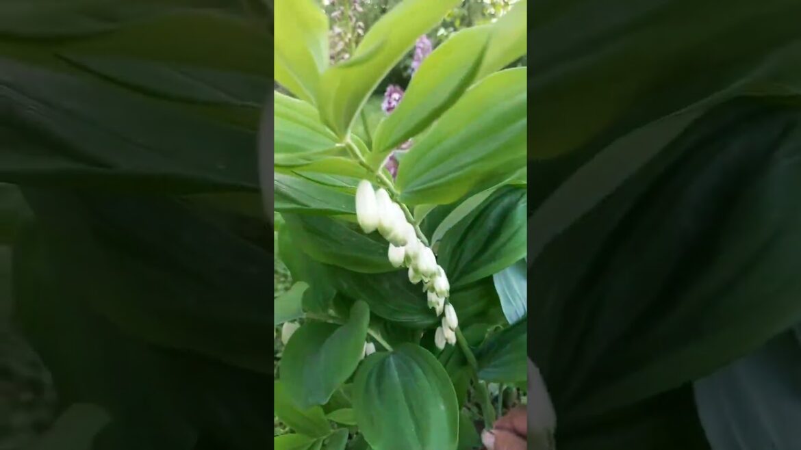 Garden #flowers #flower #garden #gardening