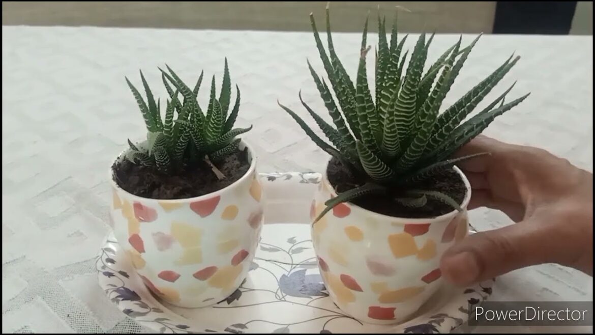 3 Plant Gifting affordable ideas