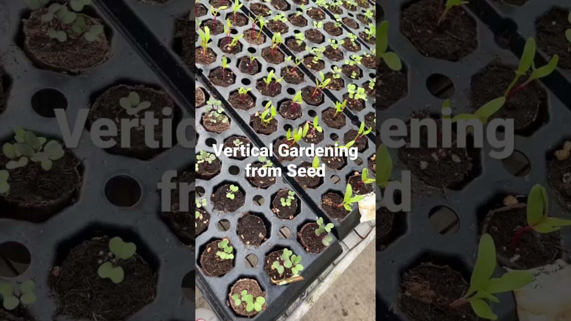 Vertical Gardening from Seed #shorts