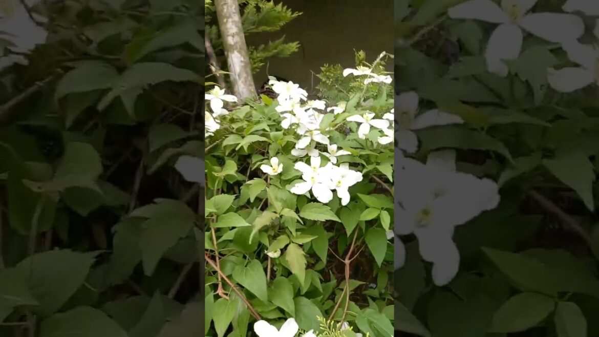 Garden #shorts #shortsvideo #shortsvideo #shortvideos #flowers #flower #garden #gardening