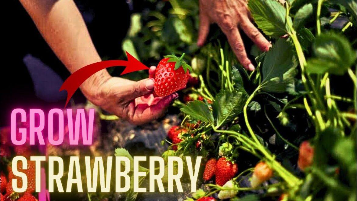 How to grow strawberries in Horizontal PVC pipe | Big, sweet and fruity How to grow strawberries in Horizontal PVC pipe | Big, sweet and fruity