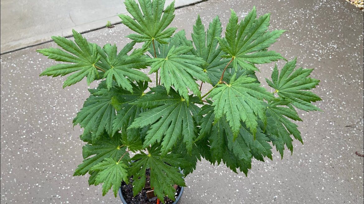 Acer Japonicum Yama Kage Japanese Maple Acer Japonicum Yama Kage Japanese Maple