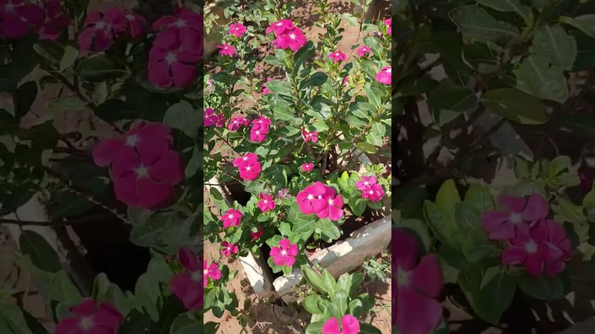 SENECIO Vinca सदाबहार Periwinkle #minivlog #india #shorts #youtubeshorts #viral  #vlog #gardening