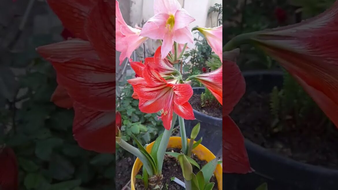 Garden #shorts #flowers #flower #garden #gardening #shortsvideo #shortsvideo #shortvideos