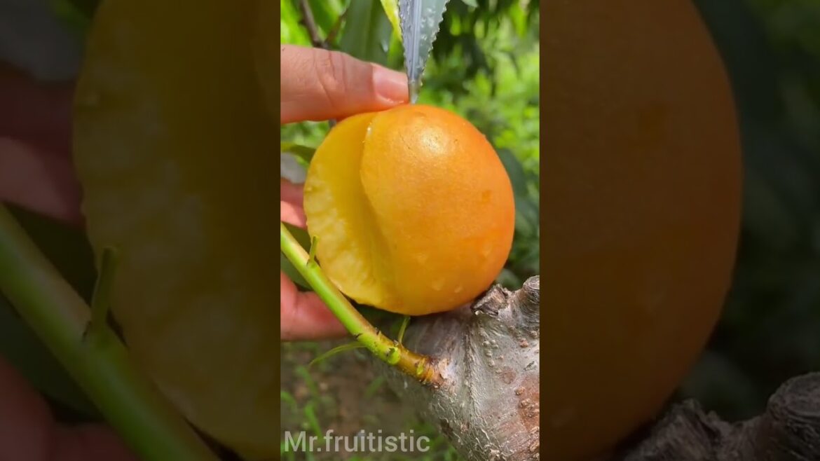 Fruit Ninja | Fresh Fruit | Fruit Cutting | 2023 | S04E21 #Shorts