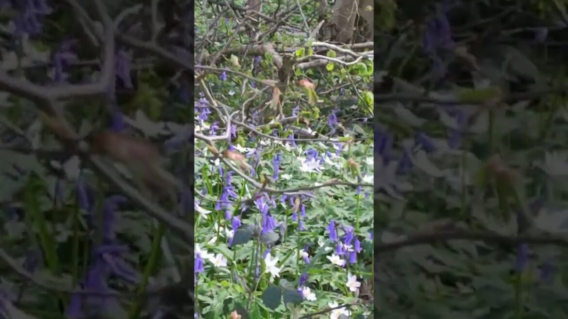 Wild Jacinthe 💐 #shorts  #shortvideo  #flowers #gardening #plants  #nature