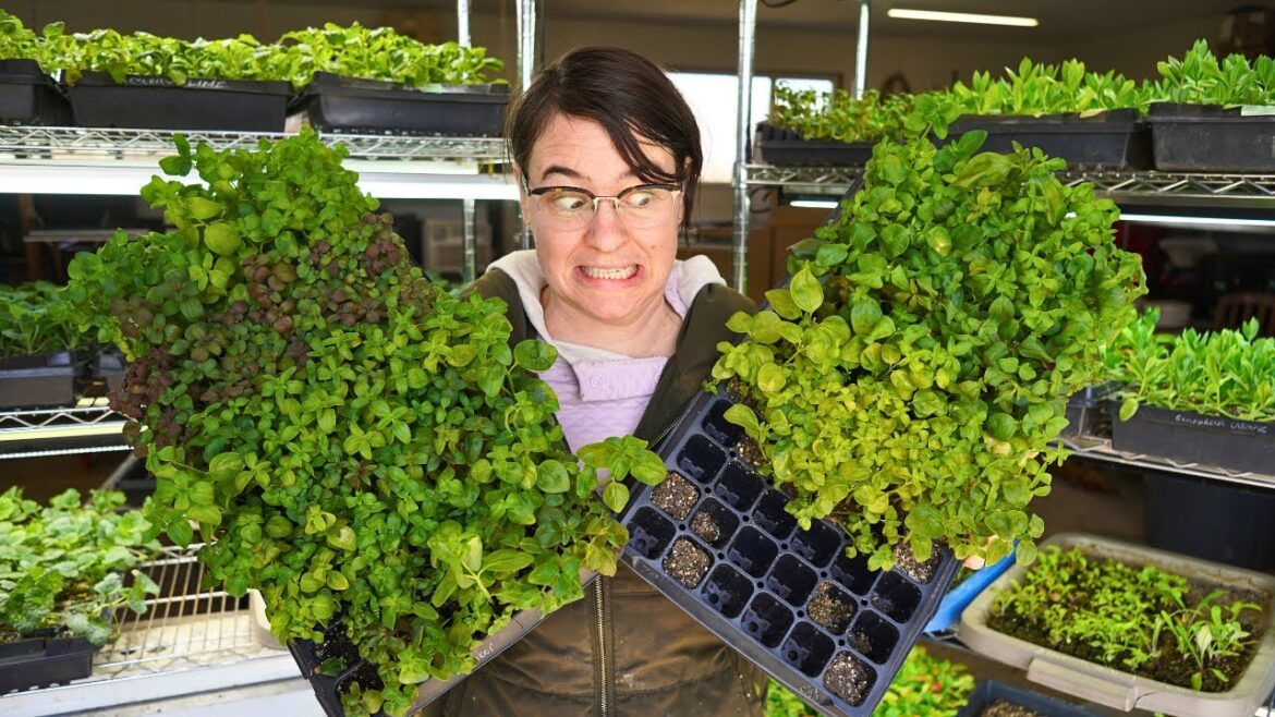 Overgrown Seedling Tour Overgrown Seedling Tour