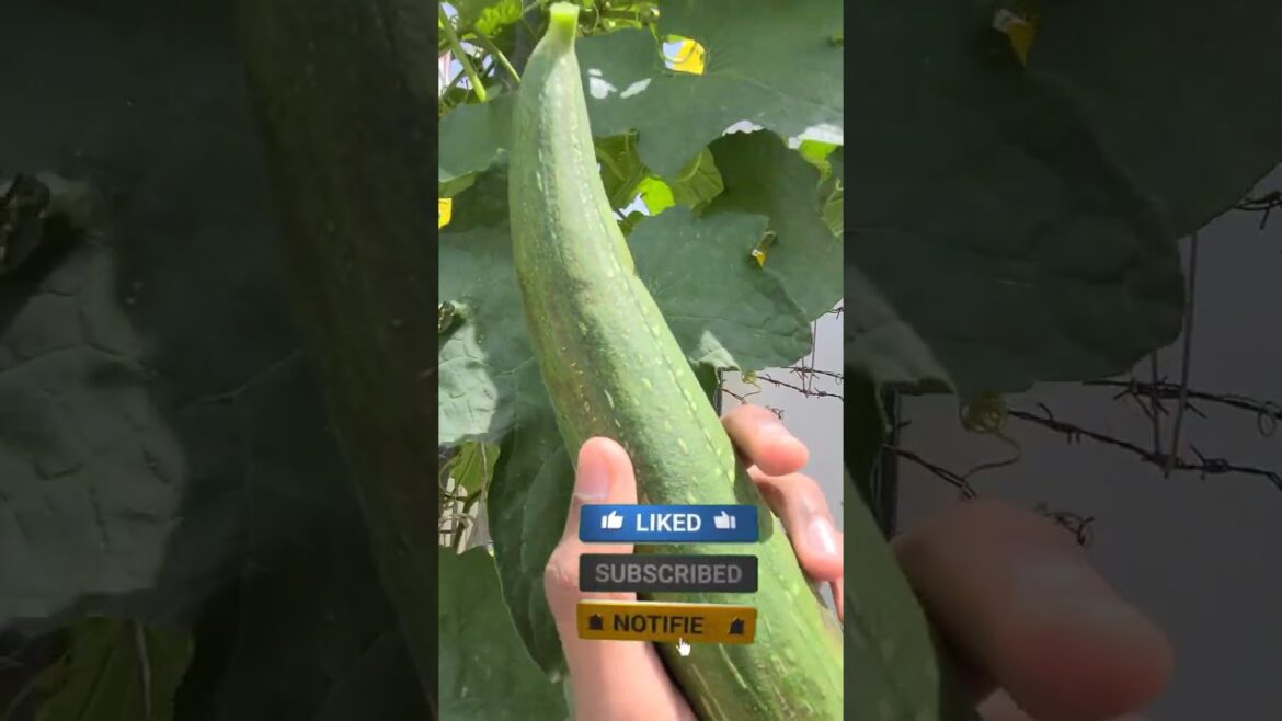summer vegetable Tori first harvesting🥒🥒🥒#shorts #gardening