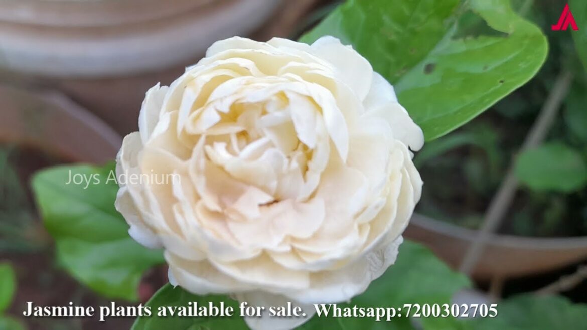 Jasmine Live Plant Available - Gundumalli - Malligai - Tuscan Jasmine - Jasmine Granduke