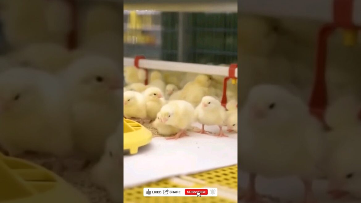 Optimal condition farm|Golden Broiler|FIT Farm Innovation Team GmbH short Optimal condition farm|Golden Broiler|FIT Farm Innovation Team GmbH short