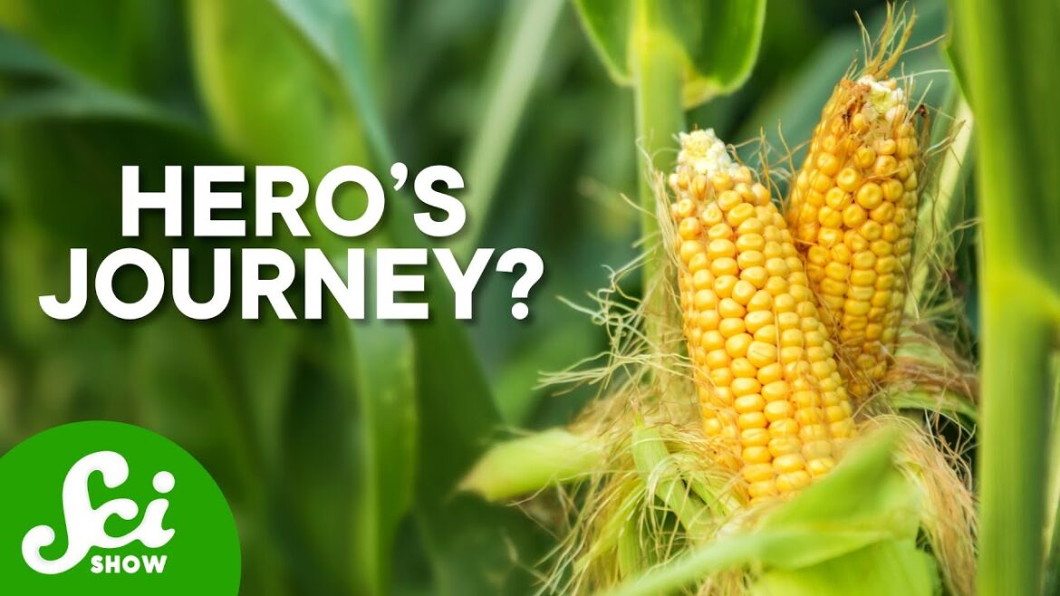 Corn Shouldn’t Be Food, But It Is Corn Shouldn't Be Food, But It Is