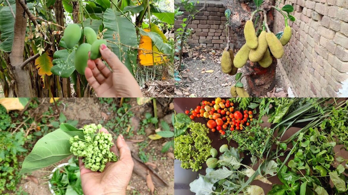 Backyard Garden Harvesting Video | Harvest Organic Vegetables | #livingnature #harvesting #backyard Backyard Garden Harvesting Video | Harvest Organic Vegetables | #livingnature #harvesting #backyard